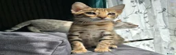 Bengal cats for sale: Ready NOW.. need go ASAP - Advert 31
