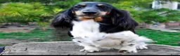 Miniature Dachshund dogs for sale: Tiny long haired dachshund available !  - Advert 8