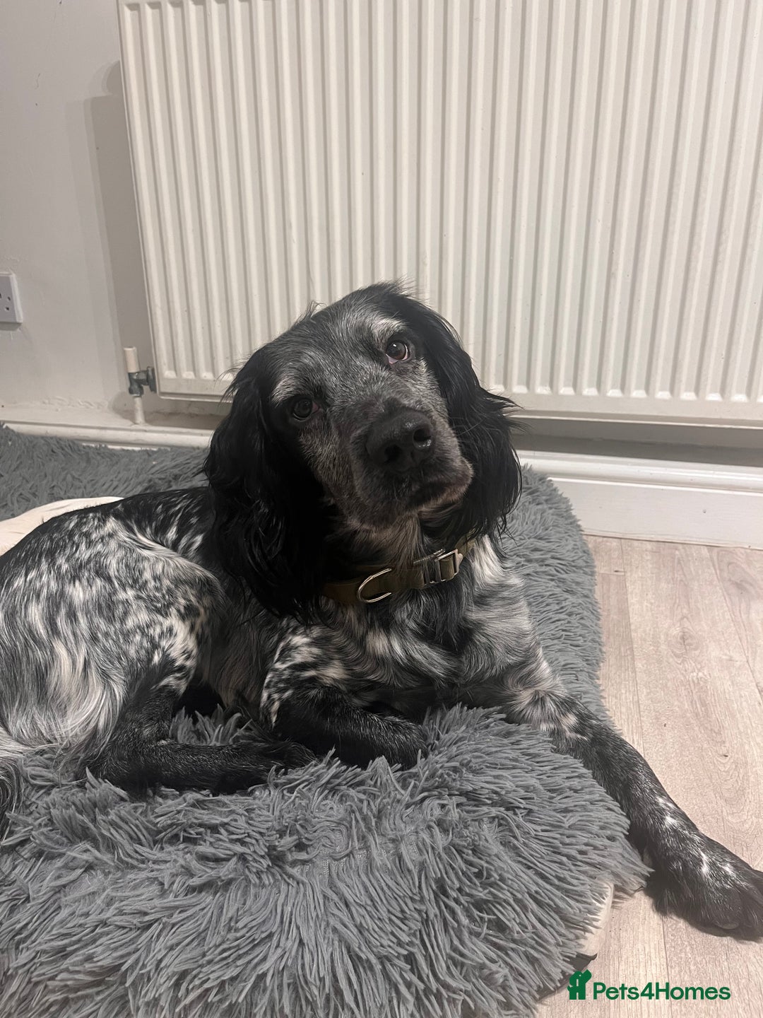 Cocker Spaniel dogs for stud: Stud Stanley  - Advert 2