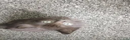 Mixed Breed cats for sale: ❤️Beautiful ashy coloured kittens for sale❤️ in Craven Arms - Advert 3