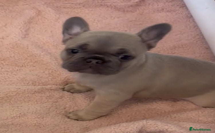 French Bulldog dogs 4 Beautiful Girl Frenchie's  - Advert 8
