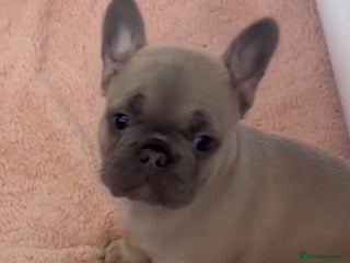 French Bulldog dogs 4 Beautiful Girl Frenchie's - Advert 14