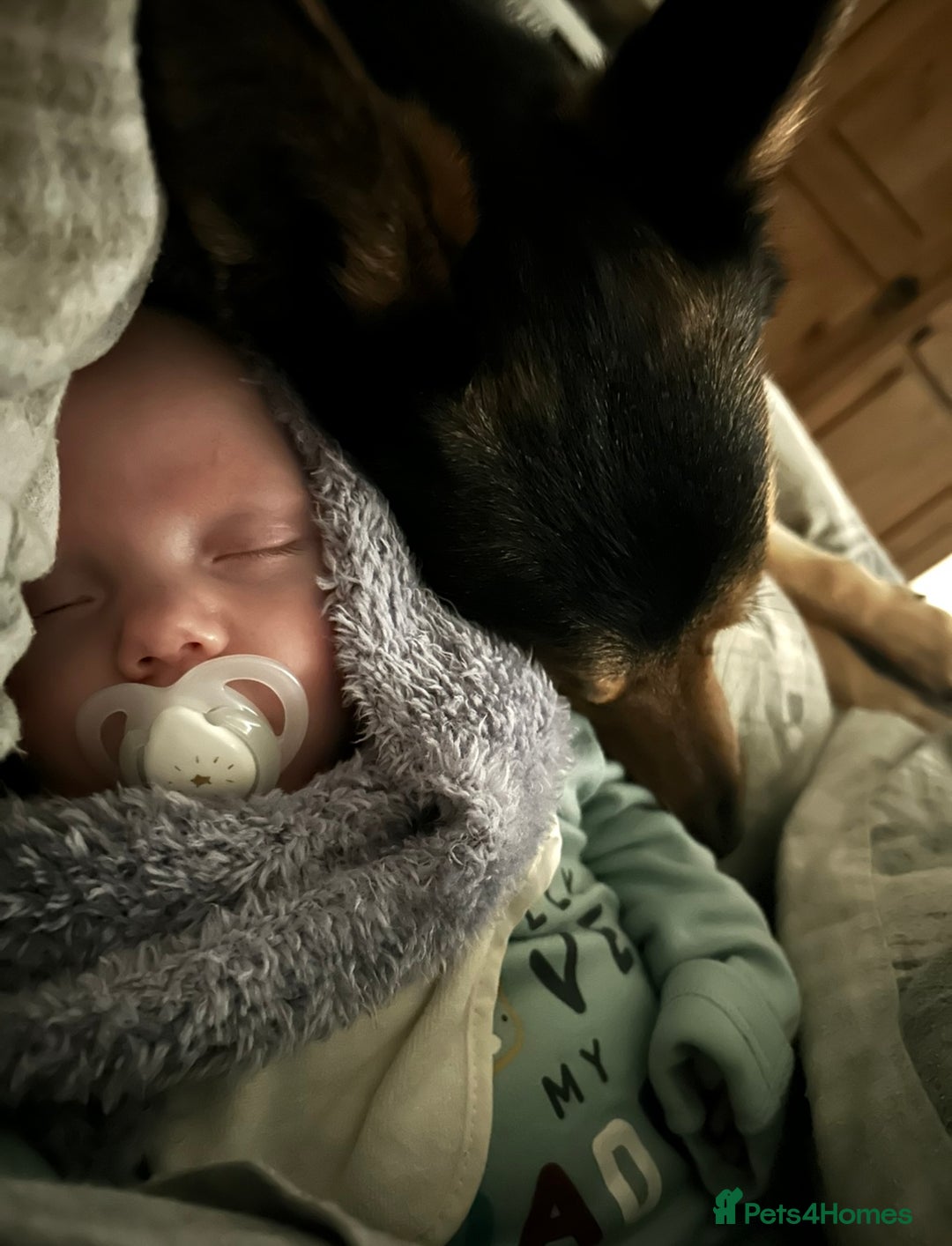 Mixed Breed dogs for sale: German Shephard x Collie - Image 13