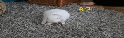 Mini Lop rabbits for sale: Mini Lop babies - Bucks - Advert 10