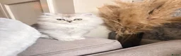 Mixed Breed cats for sale: Persian chinchilla kittens for sale  - Advert 7
