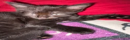 Mixed Breed cats for sale: Female long hair kittens in Southampton - Advert 8