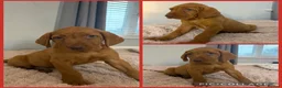 Hungarian Vizsla dogs for sale: 🐶 Beautiful Wired Haired Hungarian Visla Puppies in Saint Helens - Advert 22