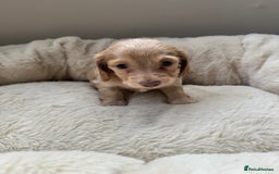 Miniature Dachshund dogs for sale: KC Long Haired Cream Carriers Miniature Dachshunds - Image 20