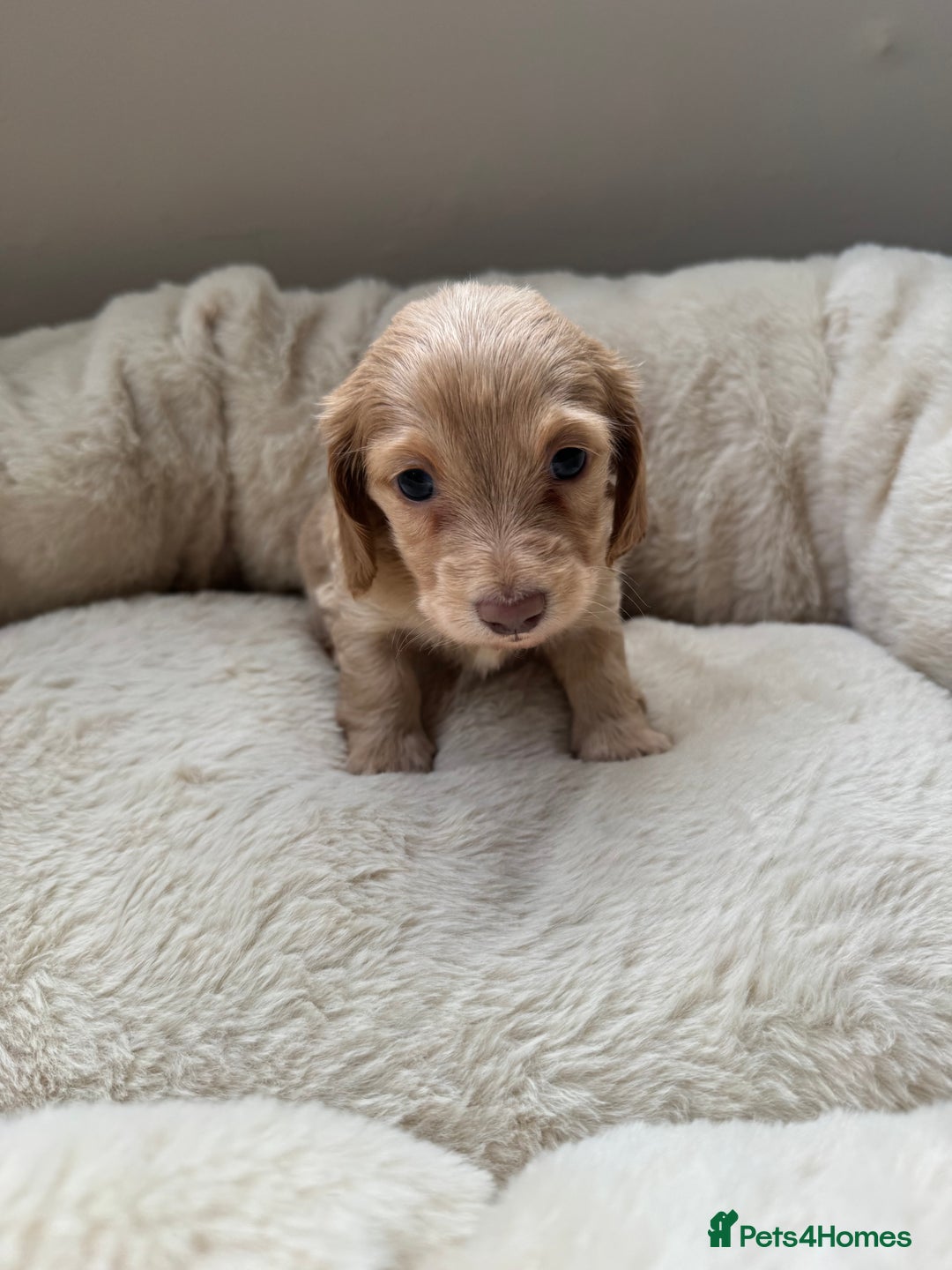 Miniature Dachshund dogs for sale: KC Long Haired Cream Carriers Miniature Dachshunds - Image 20