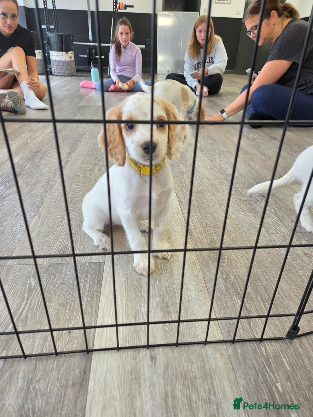 Cocker Spaniel dogs for sale: Cocker spaniels - Image 15