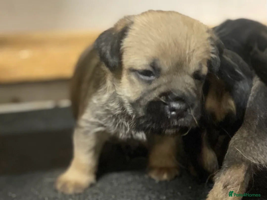 Border Terrier dogs for sale: Border terrier pups  - Advert 3