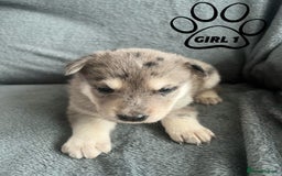 Mixed Breed dogs for sale: Beautiful German Shepherd × ChowXmalamute Puppies - Image 1