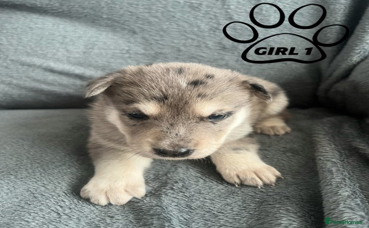 Mixed Breed dogs - Advert 1