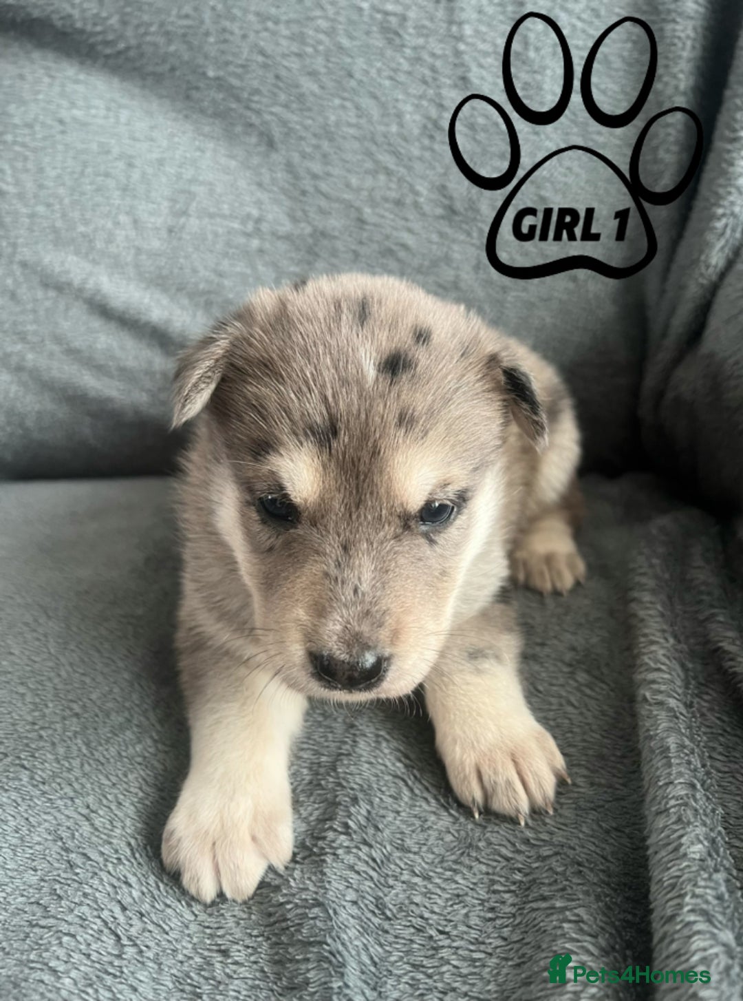 Mixed Breed dogs for sale: Beautiful German Shepherd × ChowXmalamute Puppies - Image 1