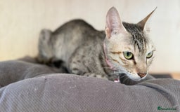 Mixed Breed cats for adoption: STORM - AFFECTIONATE LAPCAT - HAPPY SINGLE CAT  - Image 6
