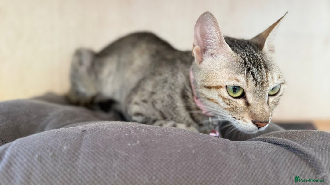 Mixed Breed cats for adoption: STORM - AFFECTIONATE LAPCAT - HAPPY SINGLE CAT  - Image 6
