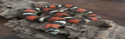 Mixed Breed reptiles for sale: Tri Colour Hognose Snakes  - Advert 5