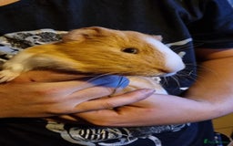 Guinea Pig rodents for sale: LONE MALE guineapig - Image 4