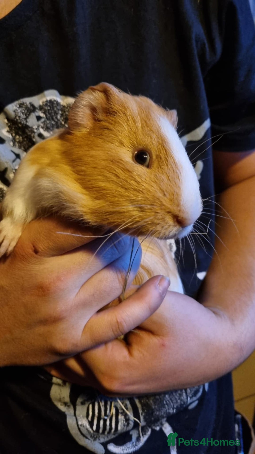 Guinea Pig rodents for sale: LONE MALE guineapig - Image 4