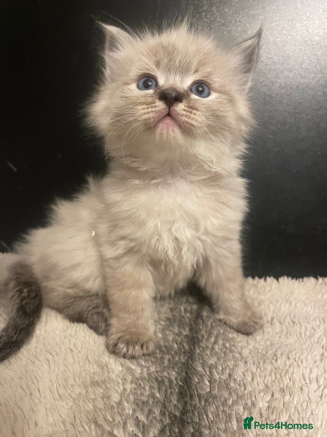 Ragdoll cats for sale: Lnyx male Ragdoll’s ready soon  - Advert 2