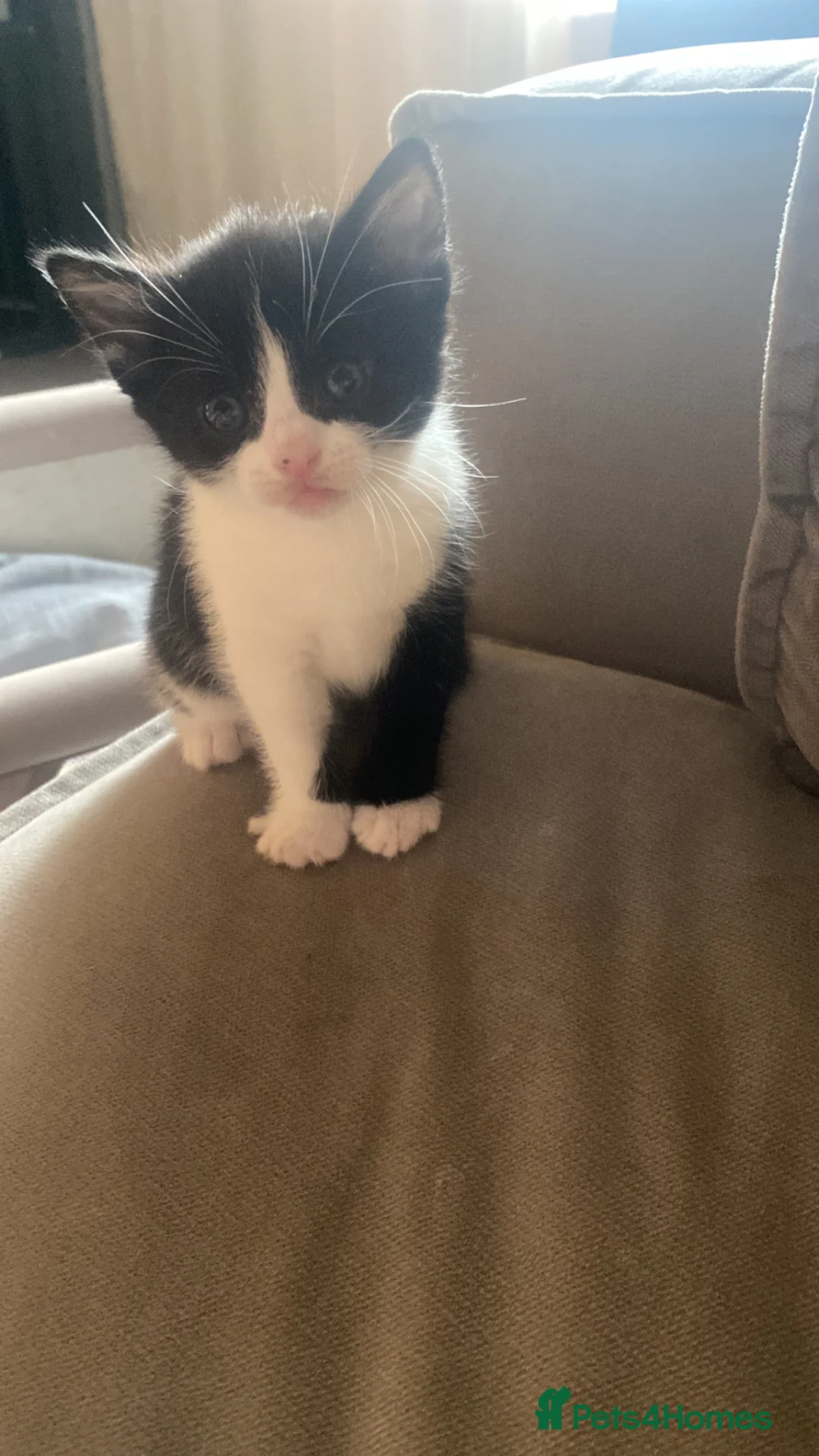 American Shorthair cats for sale: Beautiful kittens - Advert 8