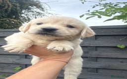 Golden Retriever dogs for sale: Golden puppies  - Image 19