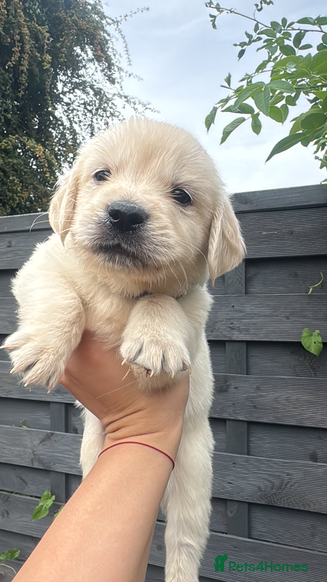 Golden Retriever dogs for sale: Golden puppies  - Image 19