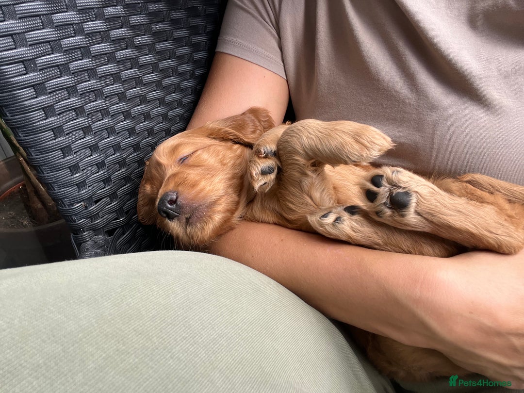 Mixed Breed dogs for sale: 1 female puppy left - Beautiful Goldendoodle cross - Image 6