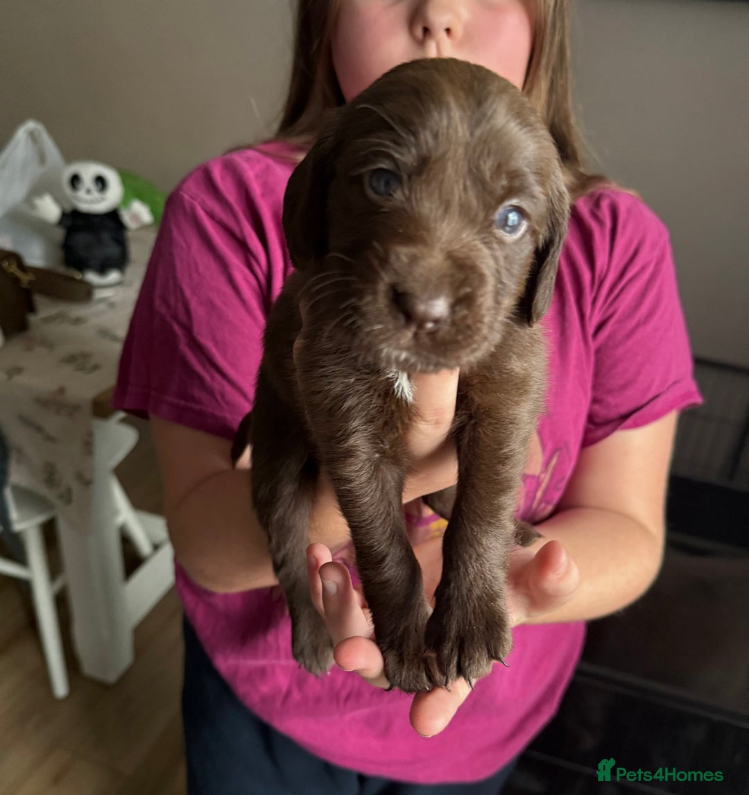Cockerdor dogs for sale: F1 Cockerador Puppies  - Advert 21