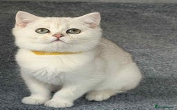 British Shorthair cats for sale: Stunning BSH golden/silver Kittens TICA - Advert 33