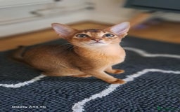 Abyssinian cats for sale: 5✨TICA Beautiful Abyssinian Kittens - Image 15