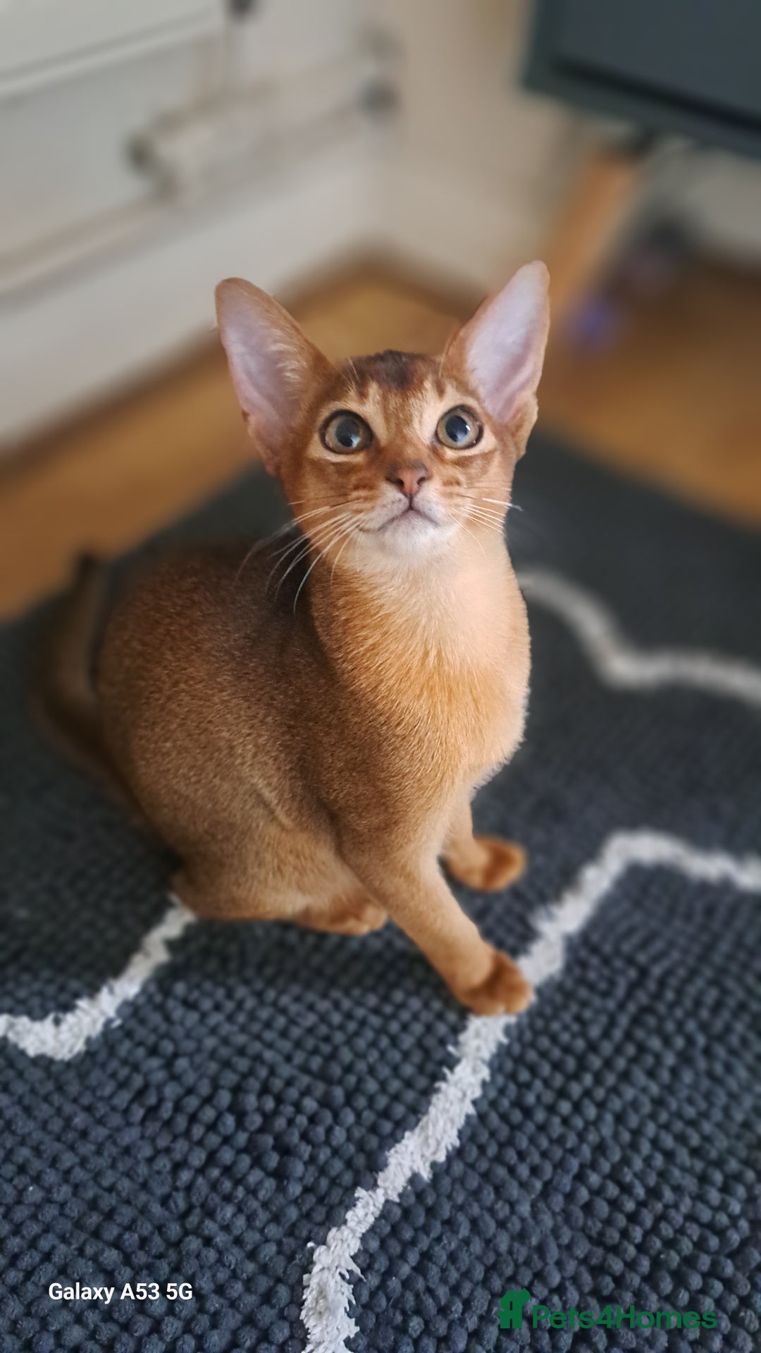 Abyssinian cats for sale: 5✨TICA Beautiful Abyssinian Kittens - Image 15
