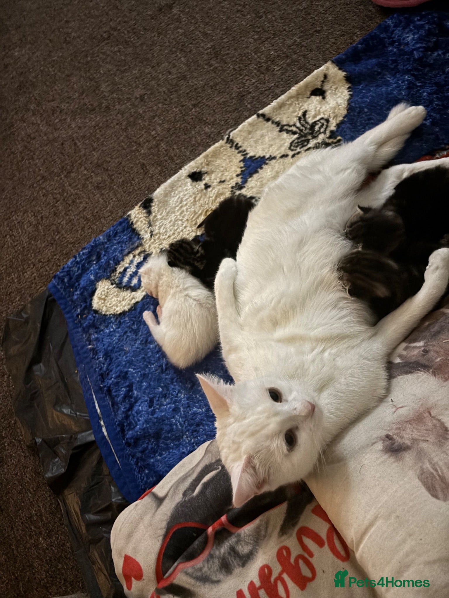 Turkish Van cats White kittens - Advert 3
