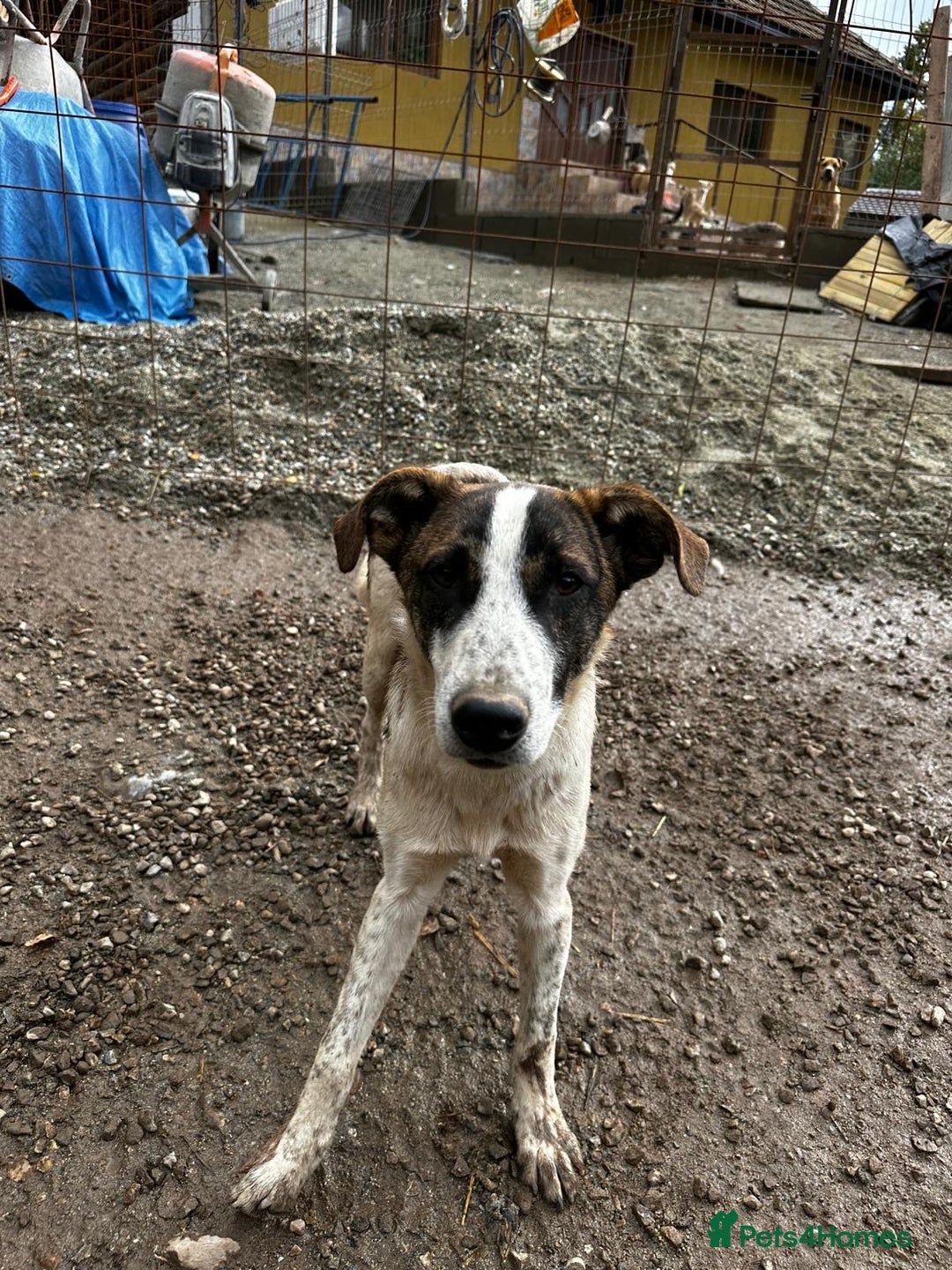 Mixed Breed dogs for adoption: Benson is looking for a dog friend! - Advert 6