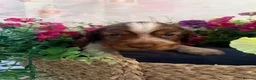 Mixed Breed dogs for sale: F1BB ENGLISH SHOW TYPE COCKERPOOS in Waterlooville - Advert 15