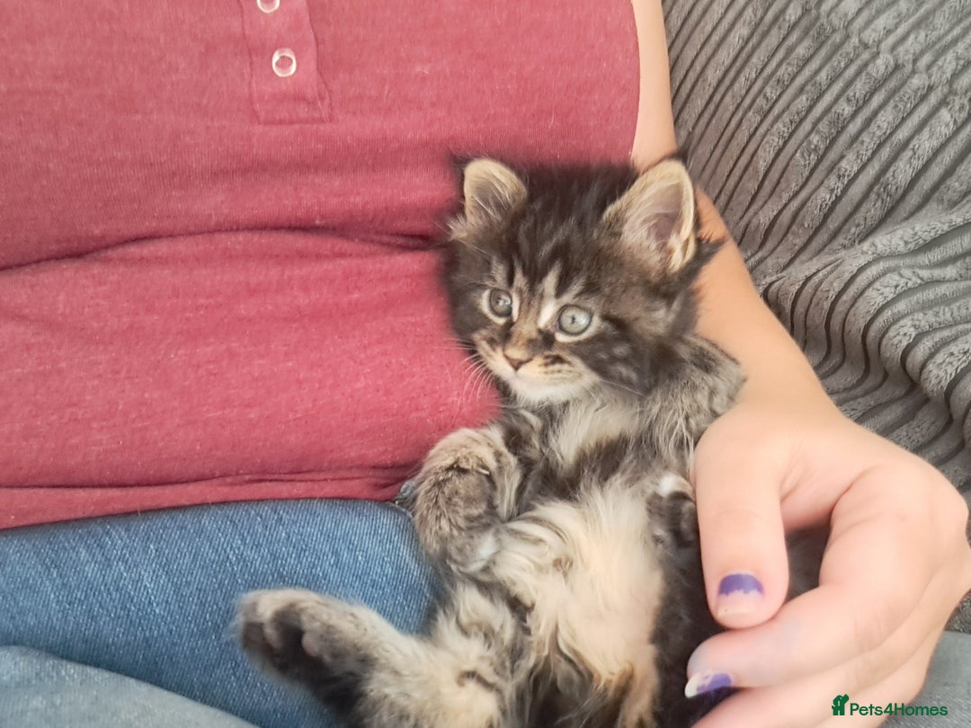 Maine Coon cats for sale: Pedigree mainecoon kittens in Newark - Image 9
