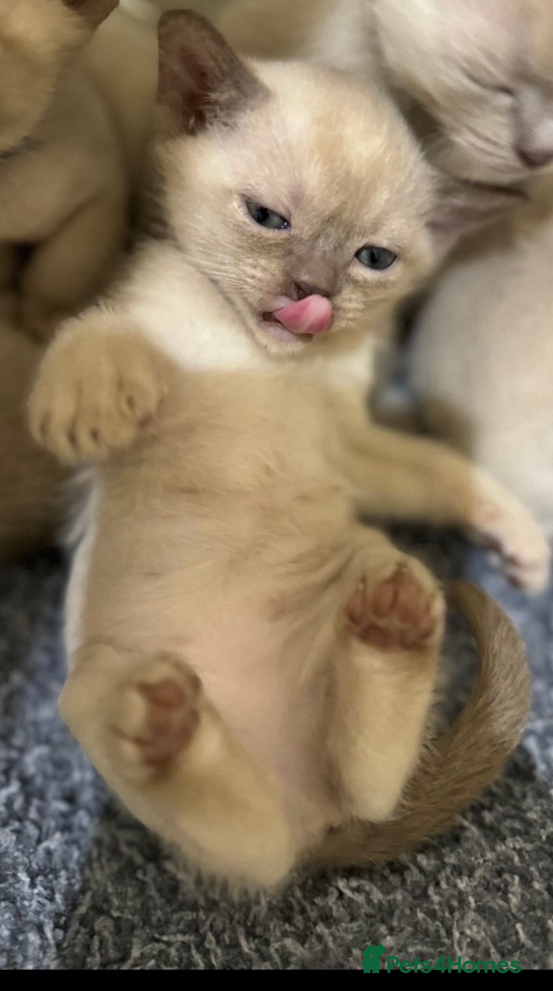 Burmese cats for sale: Home raised GCCF reg Burmese Kittens ready mid Jan - Advert 1