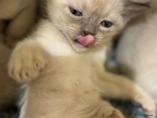 Burmese cats Home raised GCCF registered Burmese Kittens - Advert 18