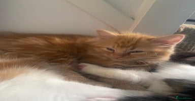 Mixed Breed cats - Advert 9