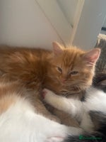 Mixed Breed cats - Advert 9