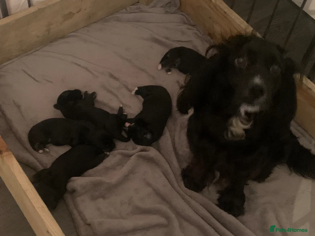 Mixed Breed dogs for sale: A* Sprollie Pups  - Advert 2