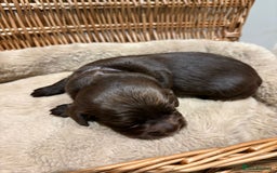 Cocker Spaniel dogs for sale: Beautiful working Cocker Spaniel puppies - Image 7