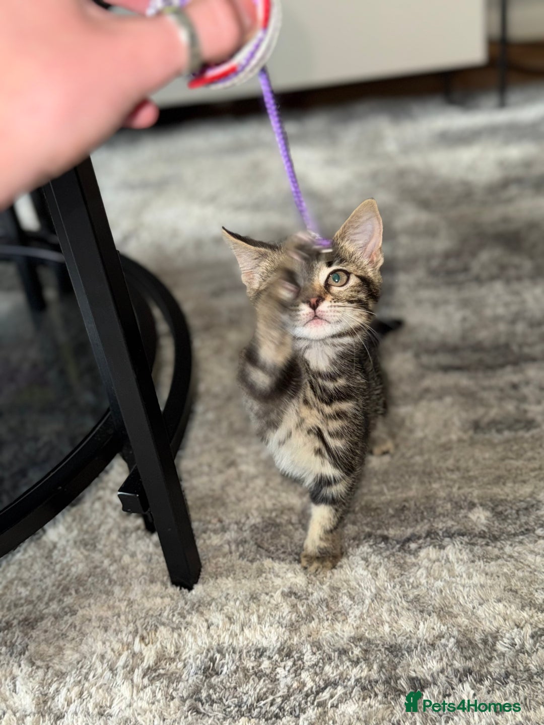 Mixed Breed cats for sale: 12 weeks Tabby/maine coon kitten  in Derby - Image 7