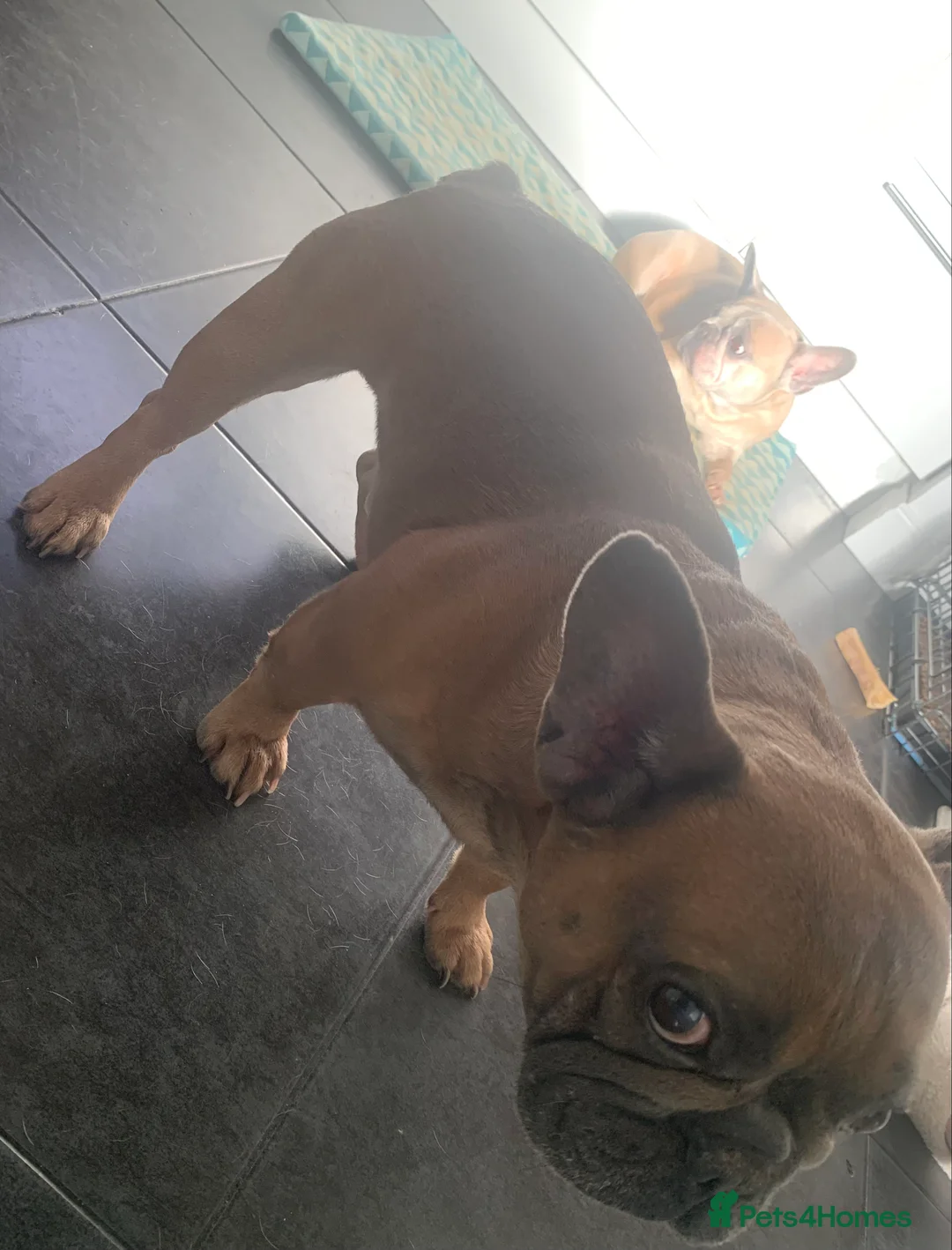 French Bulldog dogs for sale: Looking for a new home - Advert 3