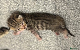 Mixed Breed cats for sale: 2 Tabby & 1 Black Female, 1 Black/White Male - Image 10