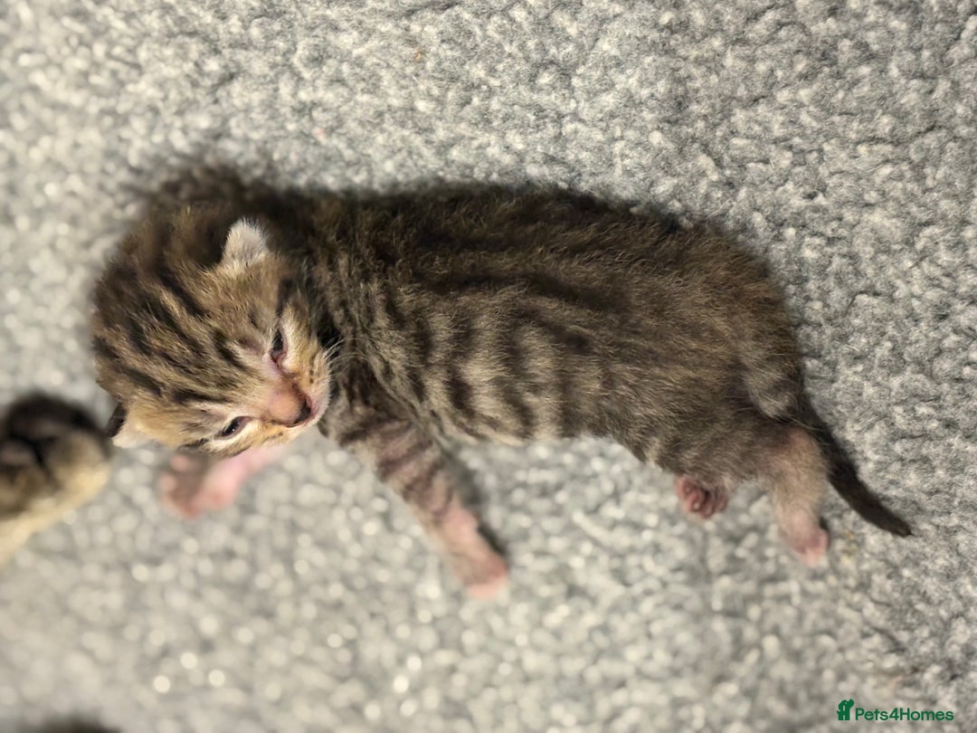 Mixed Breed cats for sale: 2 Tabby & 1 Black Female, 1 Black/White Male - Image 10