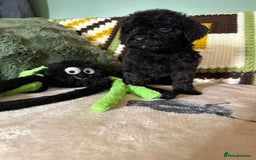 Cavapoo dogs for sale: stunning Cavapoos  - Image 4