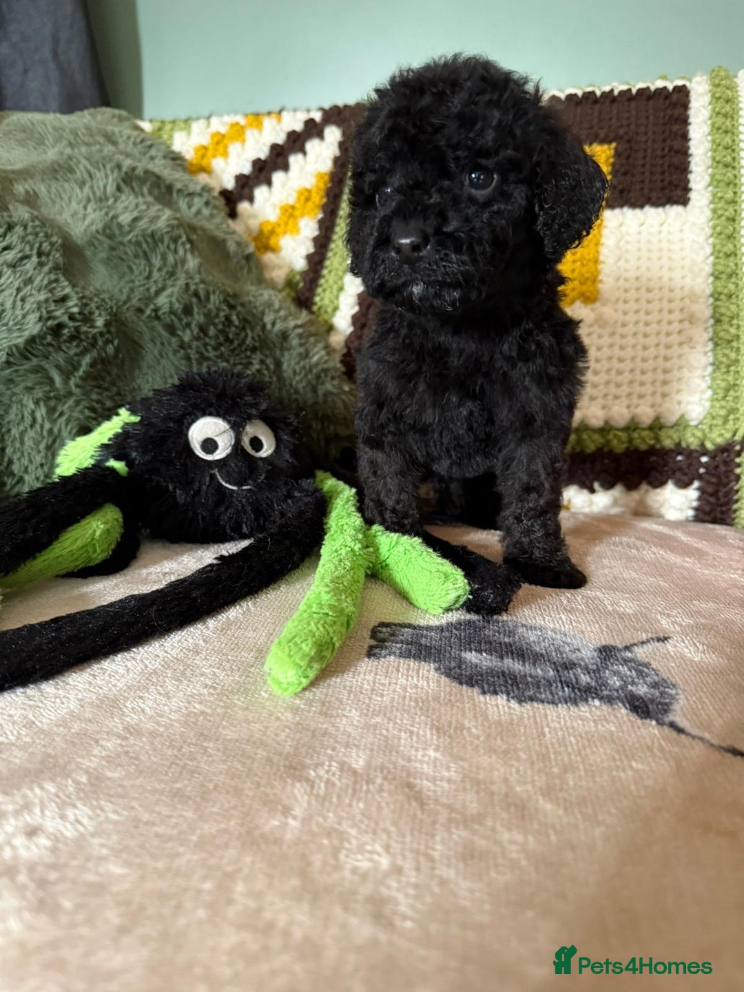 Cavapoo dogs for sale: stunning Cavapoos  - Image 4