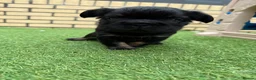 French Bulldog dogs for sale: Stunning French Bulldog Puppies in Norwich - Advert 20