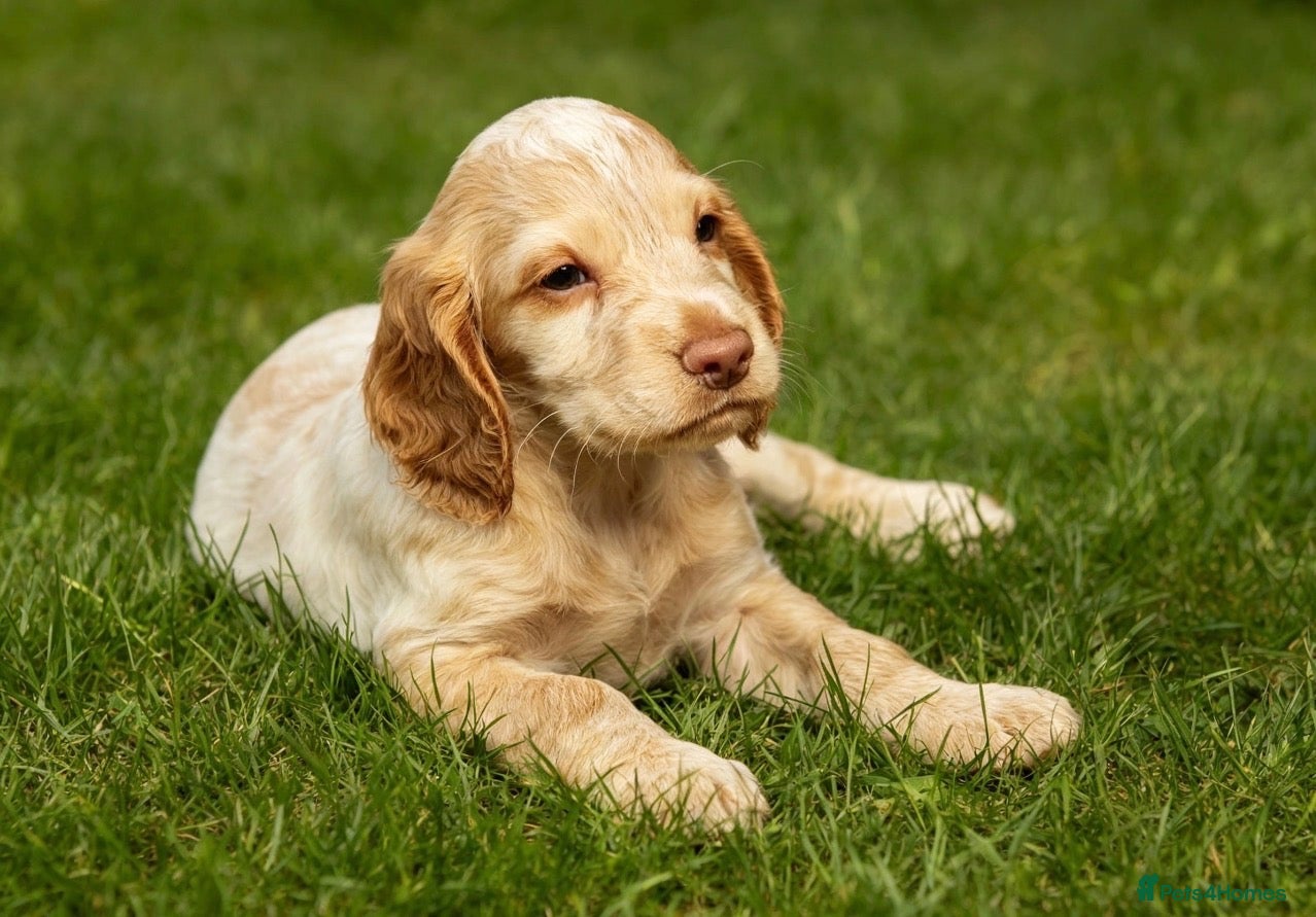 Cocker Spaniel dogs 2 amazing boys available ready now!  - Advert 1